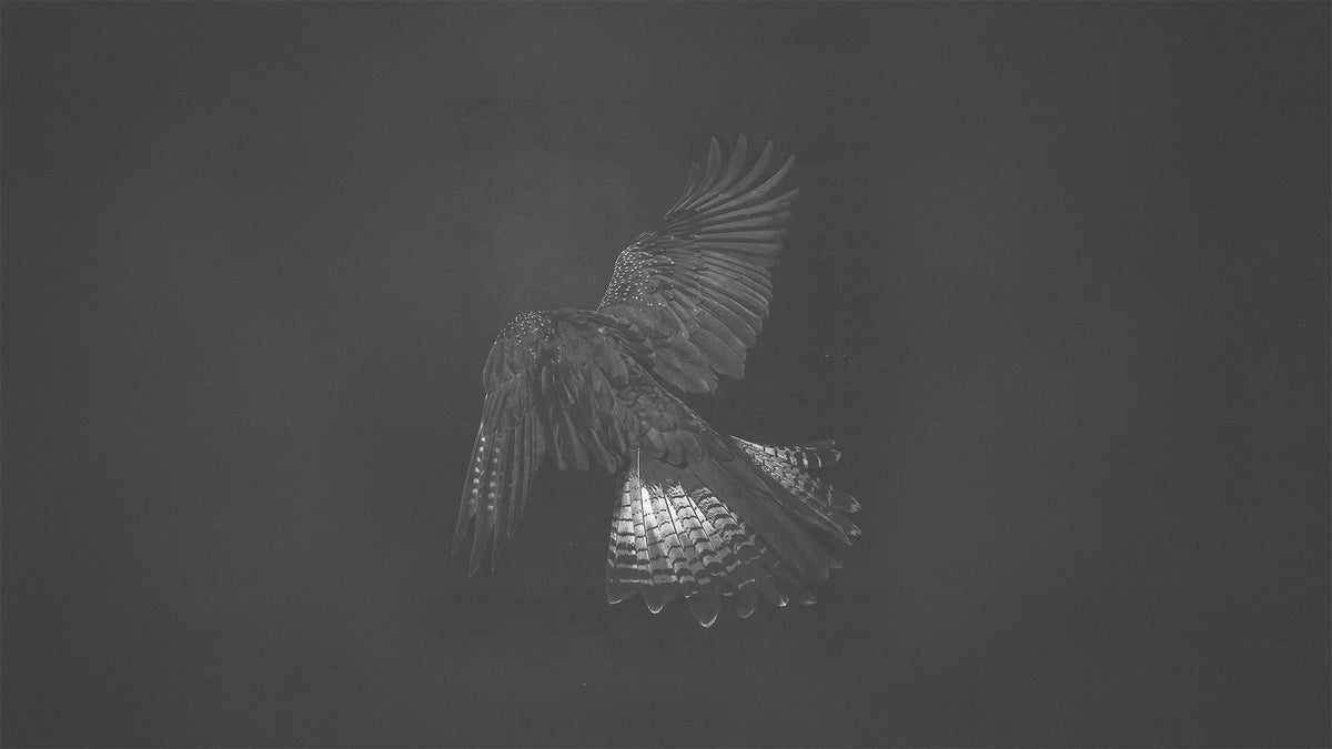 Heliot Emil x SONGZIO Falconry, photographed by Lola Banet