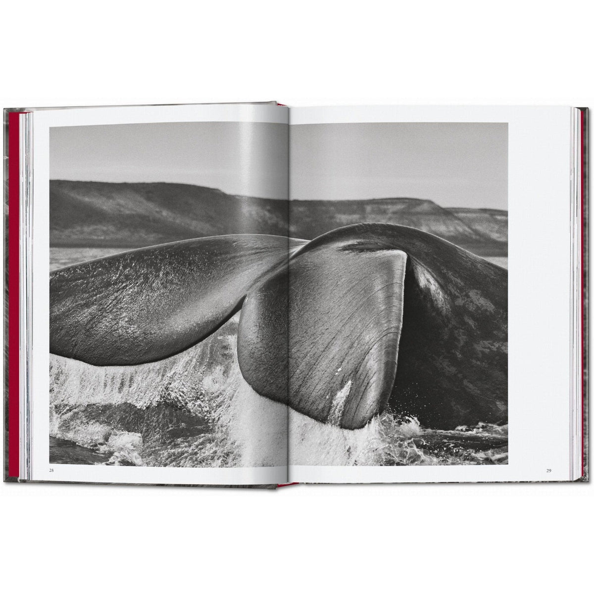 Sebastião Salgado. Genesis. 45th Ed. - Bücher - Taschen Verlag