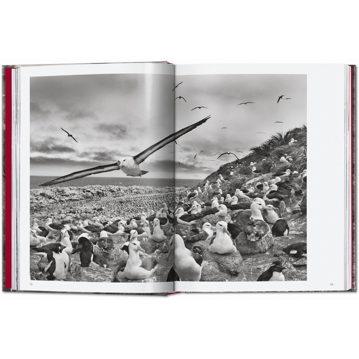 Sebastião Salgado. Genesis. 45th Ed. - Bücher - Taschen Verlag