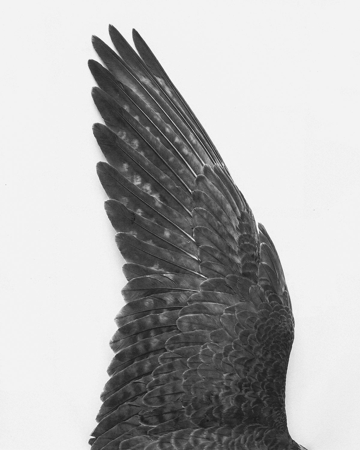 Heliot Emil x SONGZIO Falconry, photographed by Lola Banet