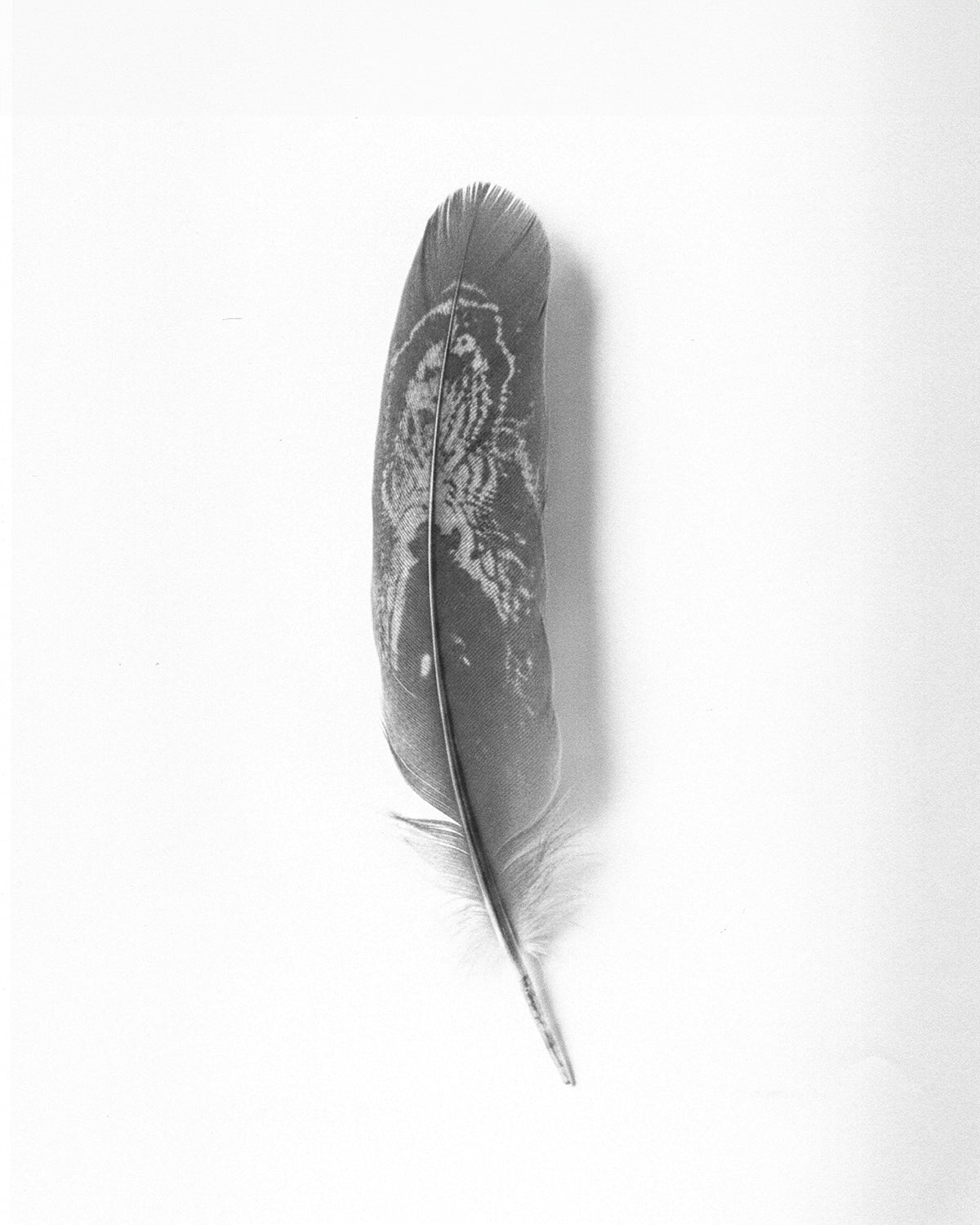 Heliot Emil x SONGZIO Falconry, photographed by Lola Banet