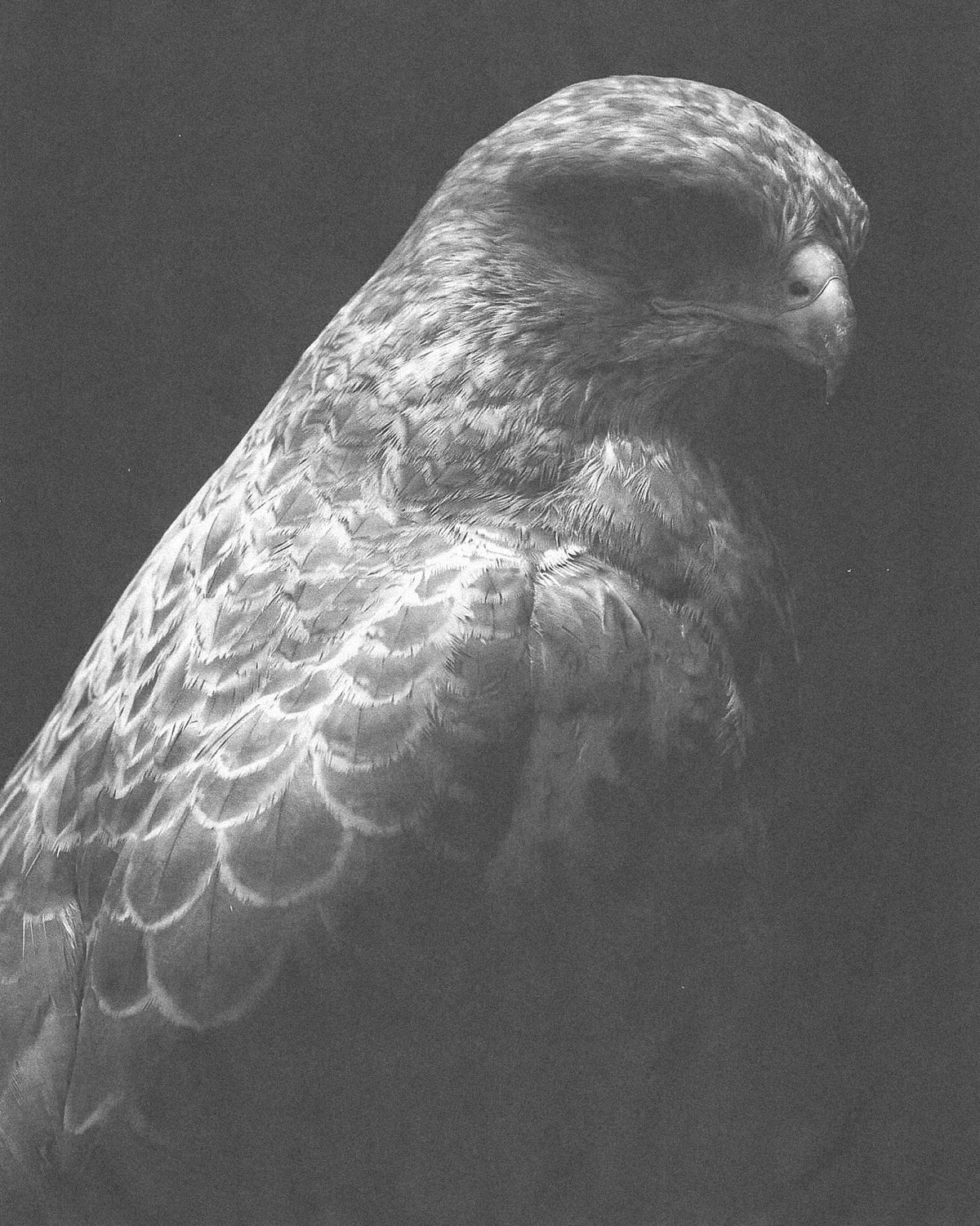 Heliot Emil x SONGZIO Falconry, photographed by Lola Banet