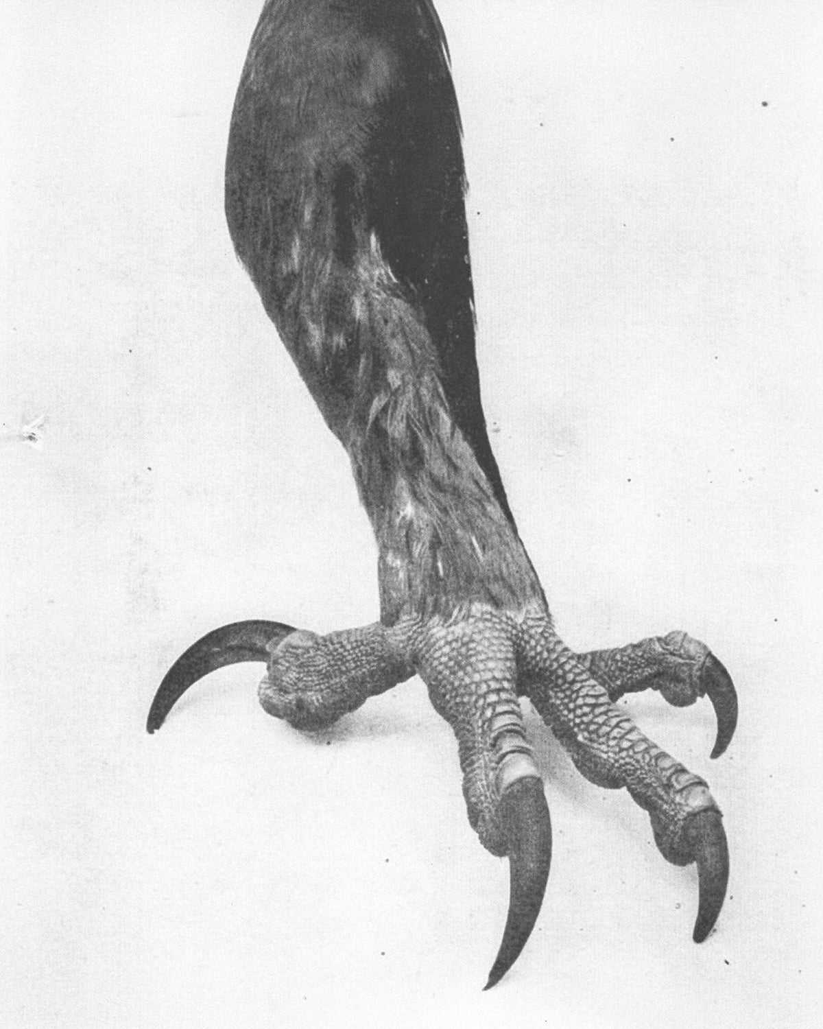 Heliot Emil x SONGZIO Falconry, photographed by Lola Banet