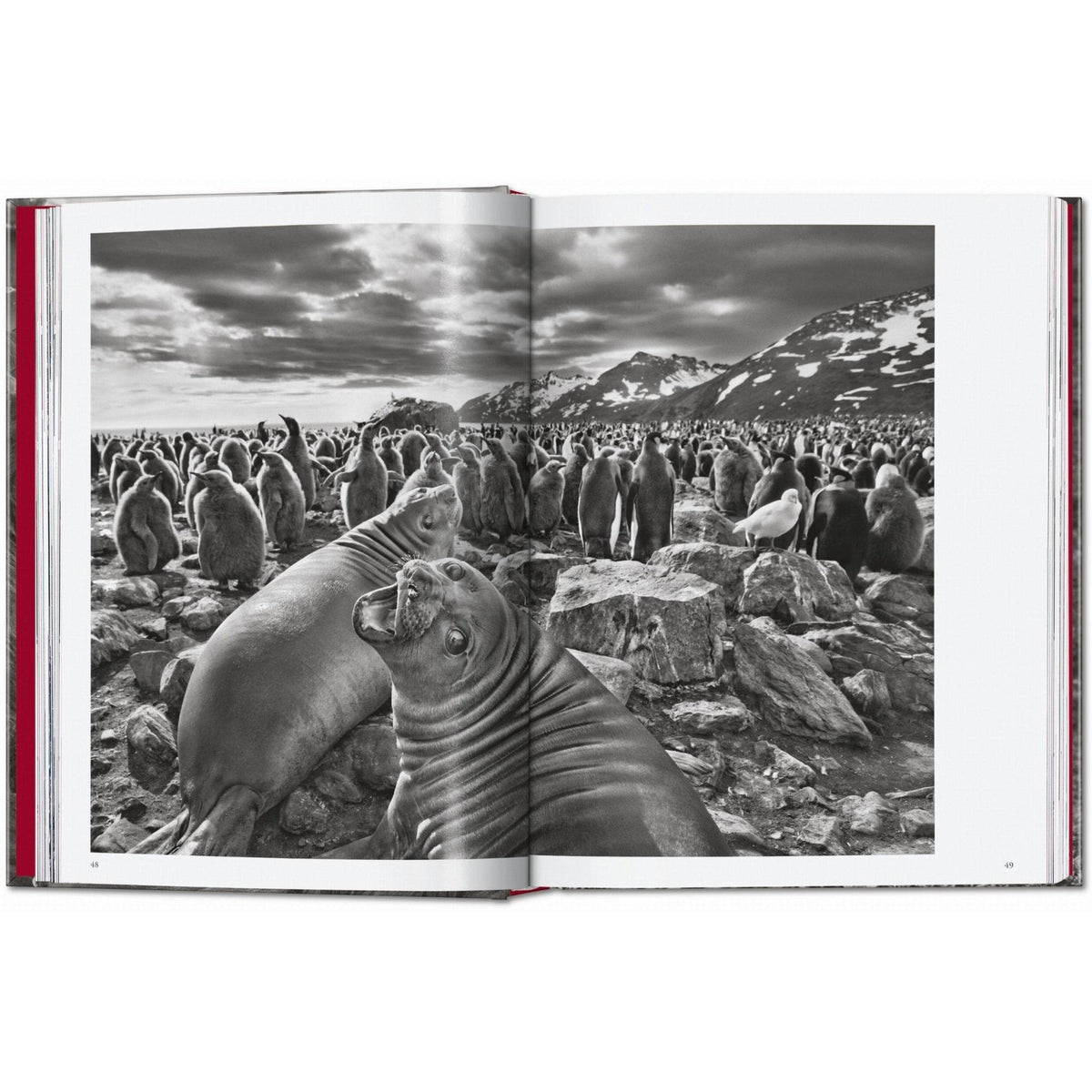 Sebastião Salgado. Genesis. 45th Ed. - Bücher - Taschen Verlag